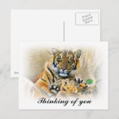 Carte Postale Tigre, Recherche_ (Devant / Derrière)