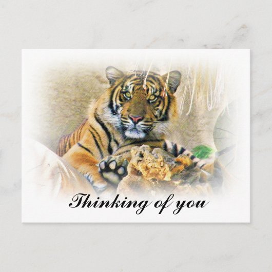 Carte Postale Tigre, Recherche_ (Devant)