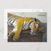 Carte Postale Tigre, Samui, Thaïlande (Devant / Derrière)