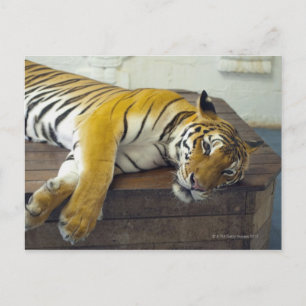 Carte Postale Tigre, Samui, Thaïlande