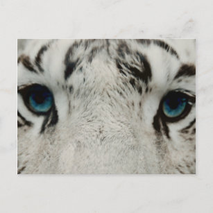 Carte Postale Tigre Sibérien Blanc