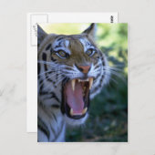 Carte Postale Tigre sibérien rugissant (Devant / Derrière)