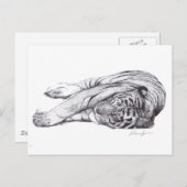 Carte Postale Tigre - Stylo et encre (Devant / Derrière)