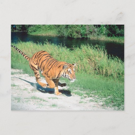Carte Postale Tigre sur le chemin (Devant)
