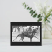 Carte Postale tigre tazmanien (Debout devant)