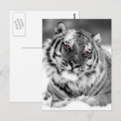 Carte Postale Tigre teinté rose (Devant / Derrière)