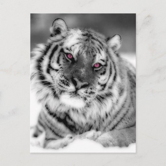 Carte Postale Tigre teinté rose (Devant)