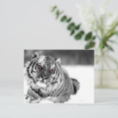Carte Postale Tigre teinté rose (Debout devant)