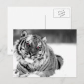 Carte Postale Tigre teinté rose (Devant / Derrière)