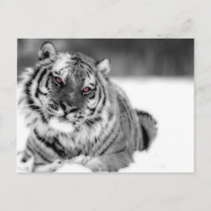 Carte Postale Tigre teinté rose