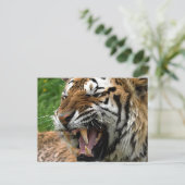 Carte Postale Tigre torride (Debout devant)