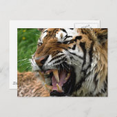 Carte Postale Tigre torride (Devant / Derrière)
