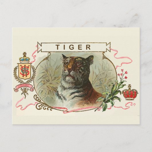 Carte Postale Tigre vintage (Devant)