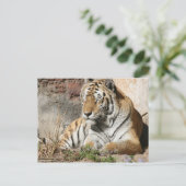 Carte Postale tigre zoo animal sauvage (Debout devant)