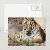 Carte Postale tigre zoo animal sauvage (Devant / Derrière)