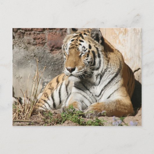 Carte Postale tigre zoo animal sauvage (Devant)