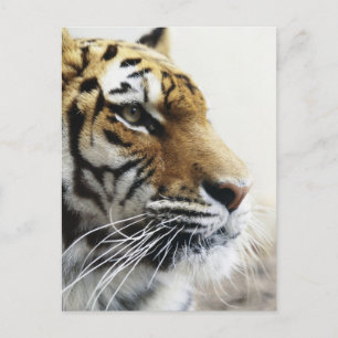 Carte Postale Tigre. Zoo d'Asahiyama, Hokkaido, Japon