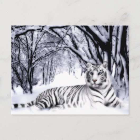 Carte Postale TigreBlanc (Devant)