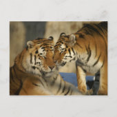 Carte Postale Tigres affectueux (Devant)
