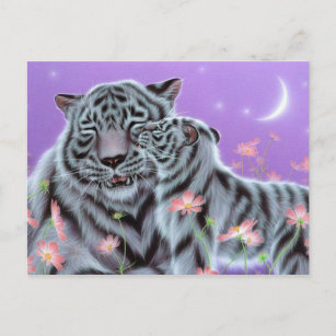 Carte Postale Tigres blancs