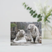 Carte Postale Tigres blancs (Debout devant)