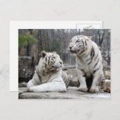 Carte Postale Tigres blancs (Devant / Derrière)