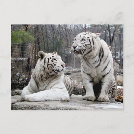 Carte Postale Tigres blancs (Devant)