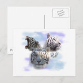 Carte Postale Tigres blancs (Devant / Derrière)