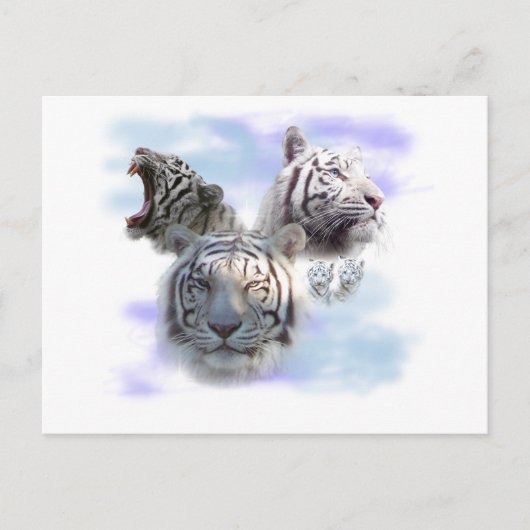 Carte Postale Tigres blancs (Devant)