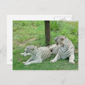 Carte Postale Tigres blancs (Devant / Derrière)