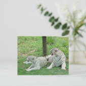 Carte Postale Tigres blancs (Debout devant)
