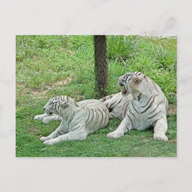 Carte Postale Tigres blancs (Devant)