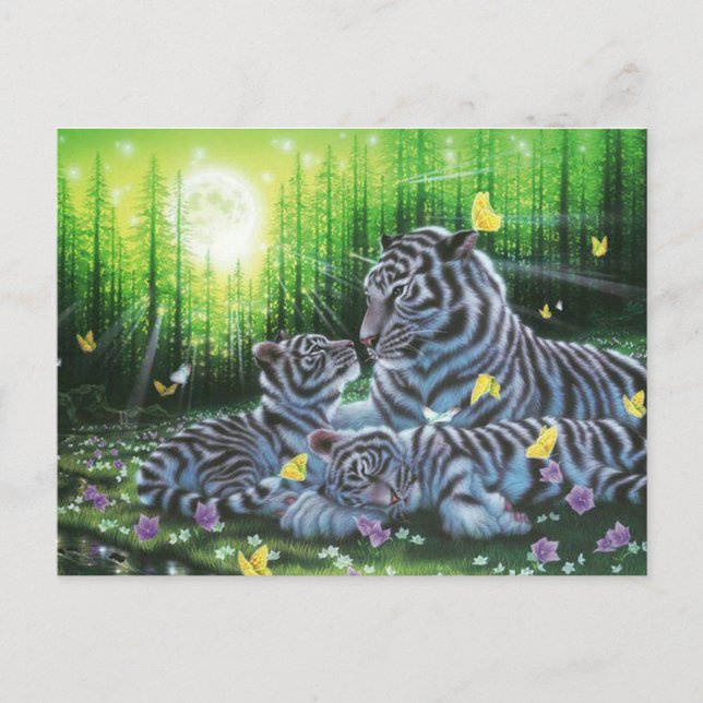 Carte Postale Tigres blancs (Devant)