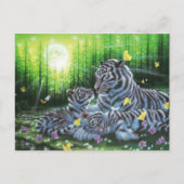 Carte Postale Tigres blancs (Devant)