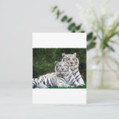 Carte Postale Tigres blancs (Debout devant)
