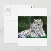 Carte Postale Tigres blancs (Devant / Derrière)