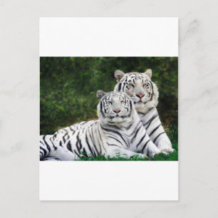 Carte Postale Tigres blancs