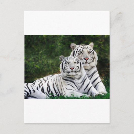 Carte Postale Tigres blancs (Devant)