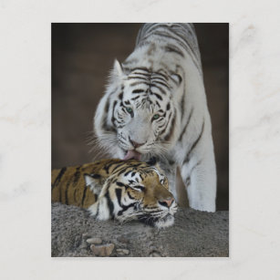 Carte Postale Tigres blancs et Brown au repos