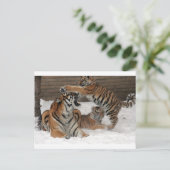 Carte Postale Tigres dans la neige (Debout devant)