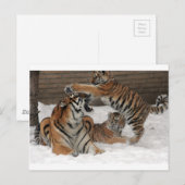 Carte Postale Tigres dans la neige (Devant / Derrière)