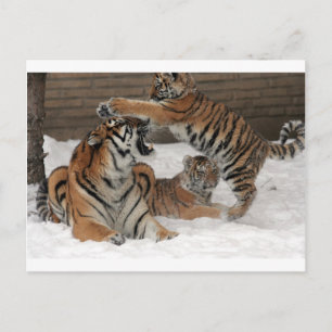 Carte Postale Tigres dans la neige