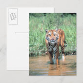 Carte Postale Tigres dans l'eau (Devant / Derrière)
