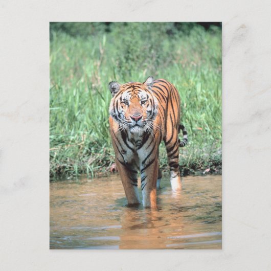Carte Postale Tigres dans l'eau (Devant)