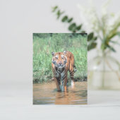 Carte Postale Tigres dans l'eau (Debout devant)