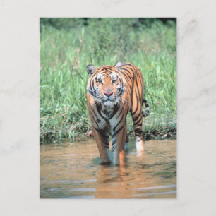 Carte Postale Tigres dans l'eau