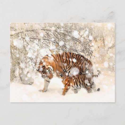 Carte Postale Tigres d'hiver (Devant)