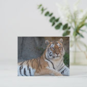 Carte Postale Tigres du Bengale (Debout devant)
