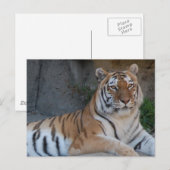 Carte Postale Tigres du Bengale (Devant / Derrière)