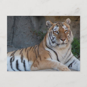 Carte Postale Tigres du Bengale
